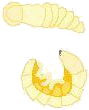 蛹